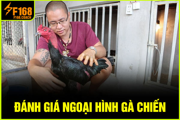 Đánh giá ngoại hình gà chiến Đánh giá ngoại hình gà chiến