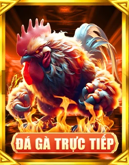 Đá gà trực tiếp